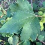 Xanthium orientale Foglia