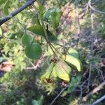 Schrebera alata Leaf