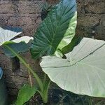 Alocasia odora Liść