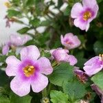 Sutera cordata Flower