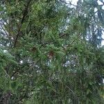 Picea abies Leaf