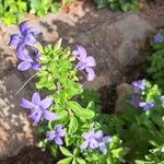 Barleria obtusa Õis