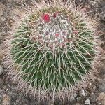 Mammillaria polythele List