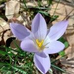 Crocus carpetanus Blüte