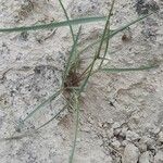 Festuca myuros Leaf