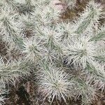 Cylindropuntia echinocarpa ᱥᱟᱠᱟᱢ