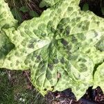 Podophyllum cv. 'Kaleidoscope' Blad