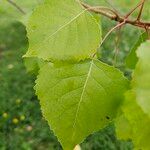 Populus deltoides Blad