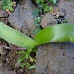 Scilla haemorrhoidalis Other