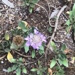 Lomelosia cretica Blomma