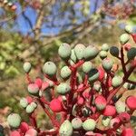 Pistacia terebinthus Fruit