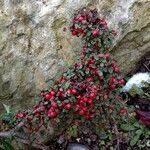 Cotoneaster horizontalis Gyümölcs