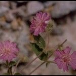 Allionia incarnata Habitus