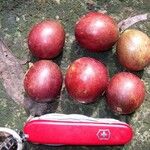 Pouteria reticulata Otro