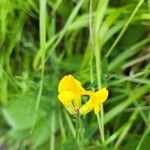 Lathyrus pratensis Flower