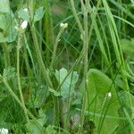 Saxifraga granulata Hoja