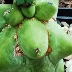 Myrtillocactus geometrizans Levél