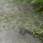 Puccinellia distans Fleur