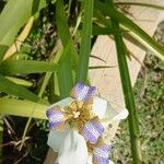 Trimezia northiana Flower