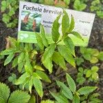 Fuchsia brevilobis Leaf