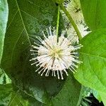 Cephalanthus occidentalisЦветок