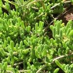 Petrosedum montanum Lehti