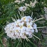 Aesculus californica Blomst
