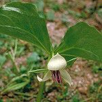 Trillium cernuum Staniste