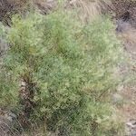 Ceballosia fruticosa Libunga