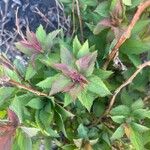 Spiraea japonica 葉