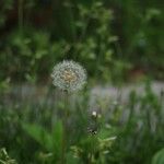 Taraxacum erythrospermum 叶