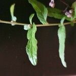 Gutenbergia cordifolia Folio
