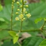 Mallotus oppositifolius ফুল