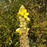 Verbascum densiflorum Bertol.Floro