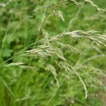 Calamagrostis canescens 花