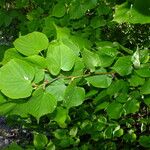 Tilia cordata Leaf