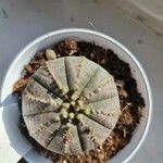 Euphorbia obesa फल