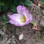 Colchicum speciosum Цветок