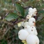 Symphoricarpos albusΛουλούδι