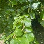 Tilia × europaea পাতা