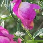 Antirrhinum majusЦветок