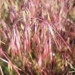 Bromus tectorum Fuelha