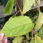 Passiflora alata 葉
