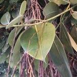 Ficus elastica List