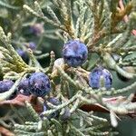 Juniperus scopulorum 果