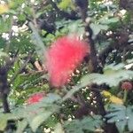 Calliandra haematocephala Yaprak