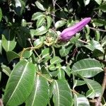 Cryptostegia madagascariensis Flor