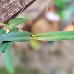 Eggelingia gabonensis ഇല