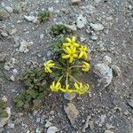 Oreopolus glacialis Λουλούδι