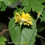 Crepis lampsanoides Žiedas